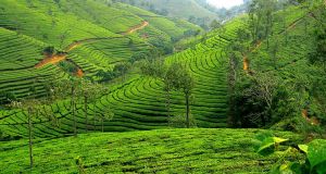 Coonoor Tea Estate (Entry Fee, Timings, Best time to visit, Images ...