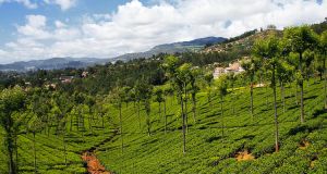 Tea Estate View Point, Ooty (Entry Fee, Timings, Entry Ticket Cost ...