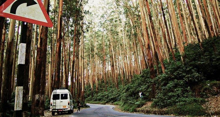 2 Day Ooty with Pine Forests