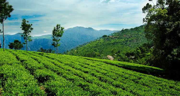 3 days tour packages in ooty