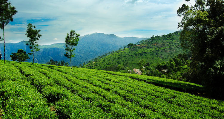 3 Day Ooty with Coonoor Tea Estate