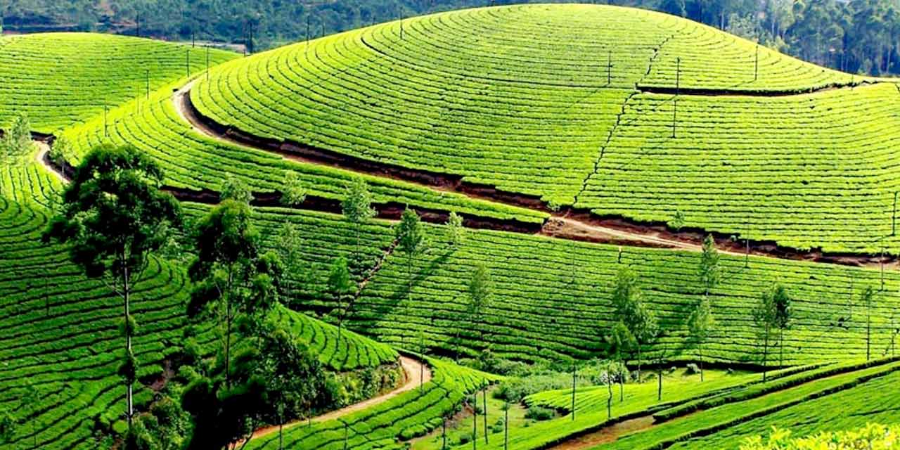 Coonoor Tea Estate Tourist Attraction