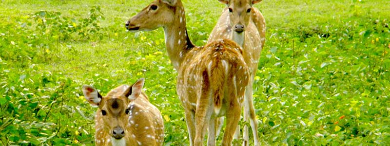 Deer Park Ooty Tourist Attraction