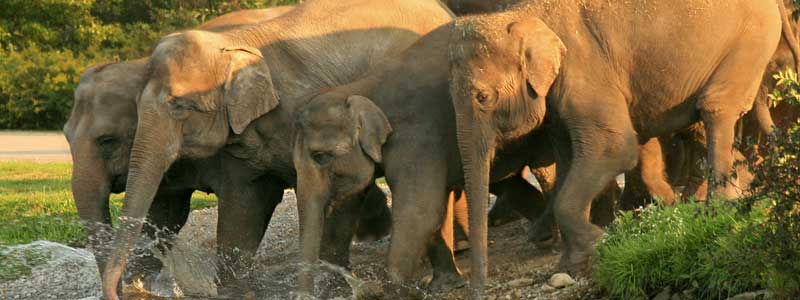 Mudumalai National Park Tourist Attraction