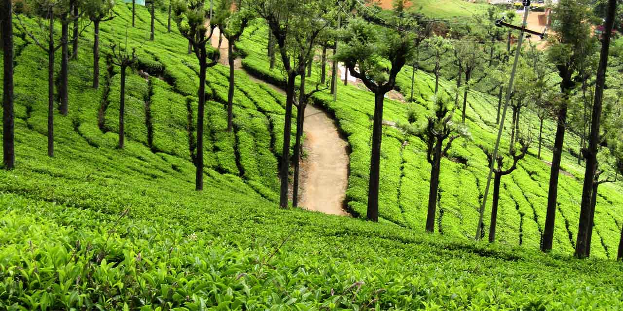 Tea Estate View Point, Ooty (Entry Fee, Timings, Entry Ticket Cost ...