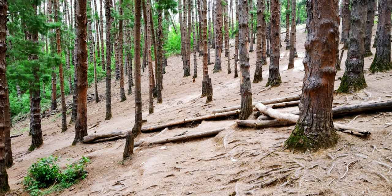 pine tree forest