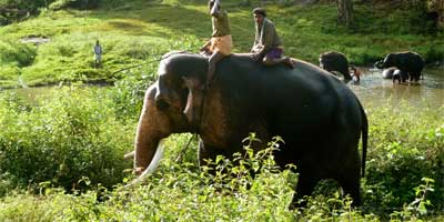 Flora & Fauna in Ooty, India - Ooty Tourism 2023