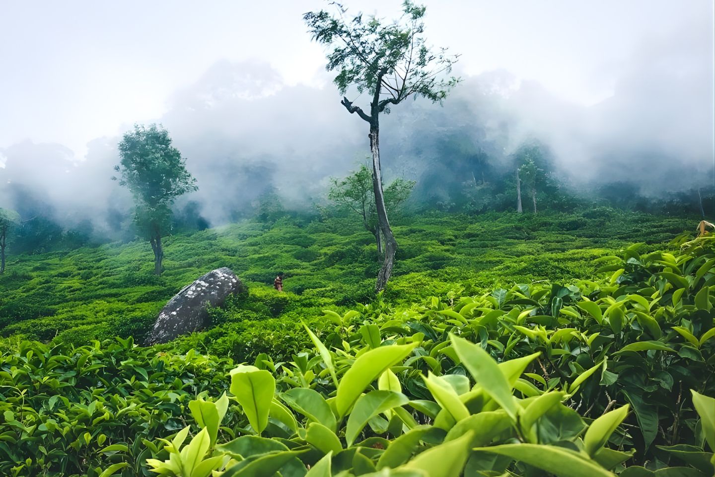 Blissful Ooty Honeymoon Package for 2 Nights & 3 Days