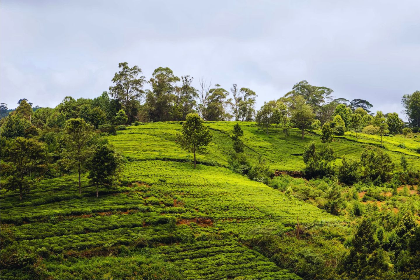 Tourist Sightseeing Places to Visit in Coonoor