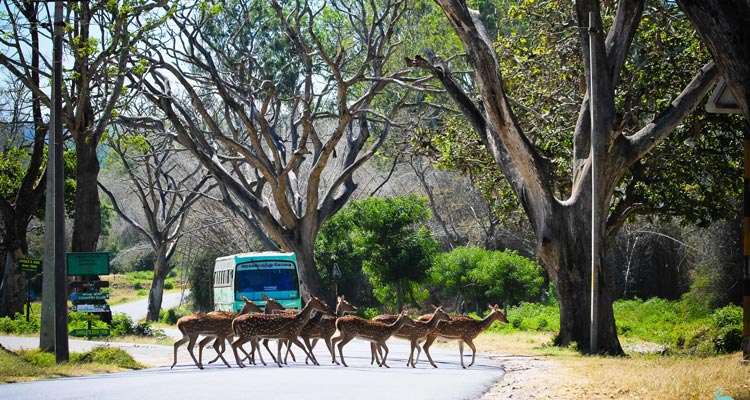 Mukurthi National Park - Ooty Hills Station Darshan Cab - Ooty Local Sightseeing Cabs.cabsrental.in