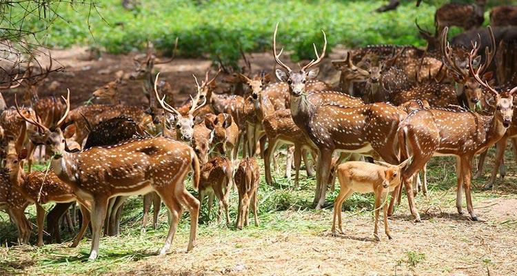 Deer Park Ooty, Entry Fee, Timings, Entry Ticket Cost ...