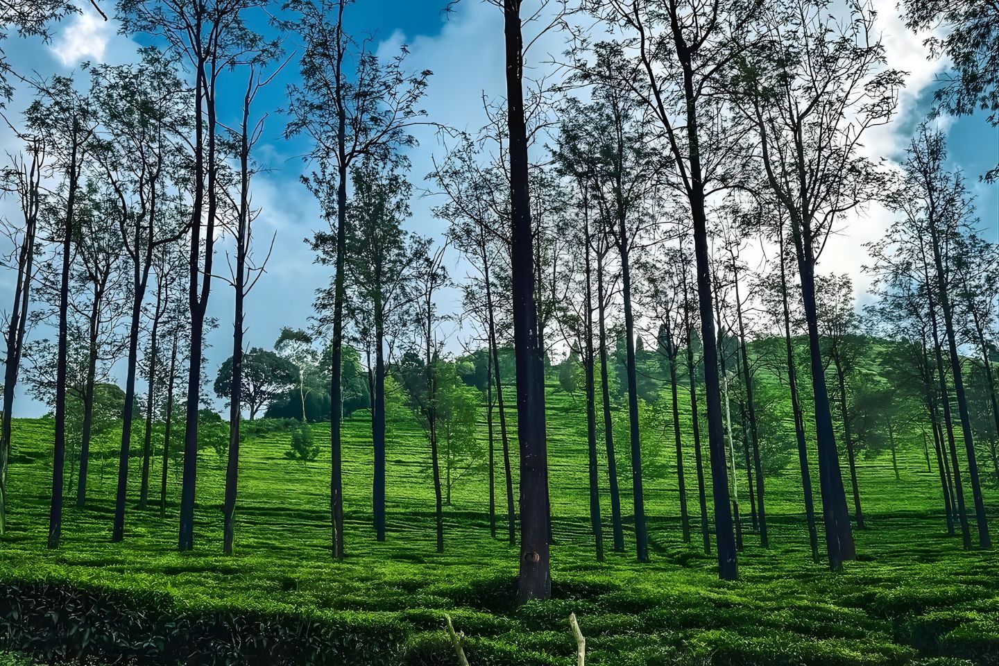 Ooty Holiday Packages