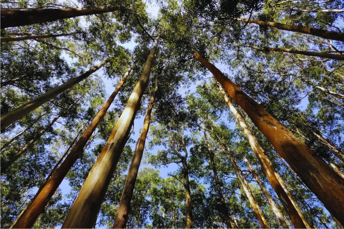 Ooty Local Sightseeing Packages with Price & Itinerary