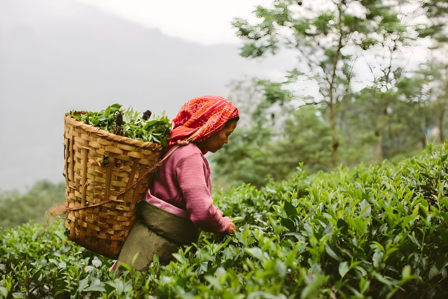 People & Life in Ooty, India