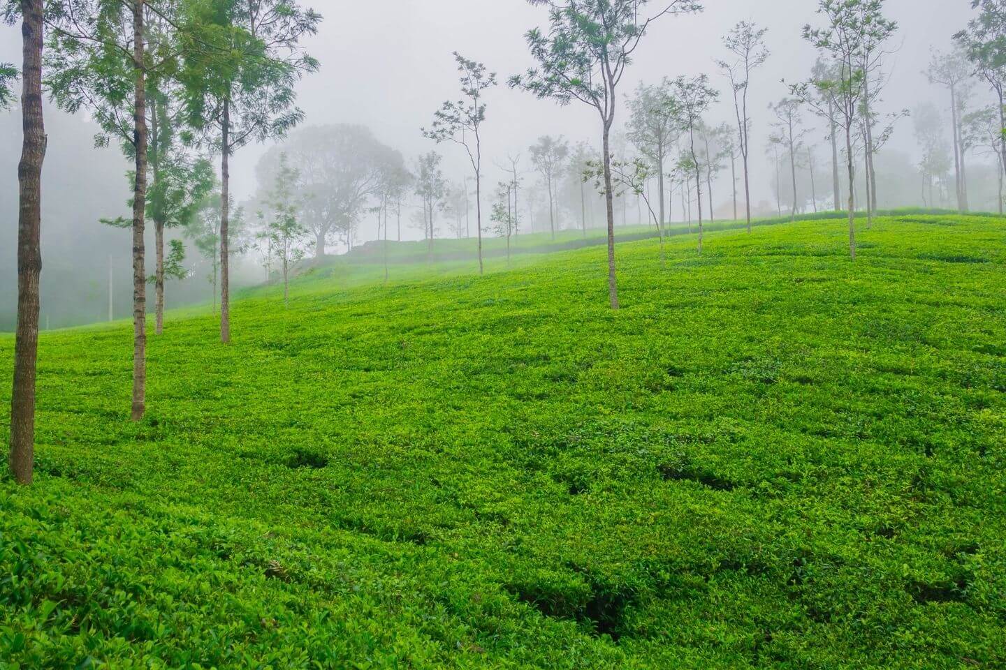 Tourist Sightseeing Places to Visit in Coonoor