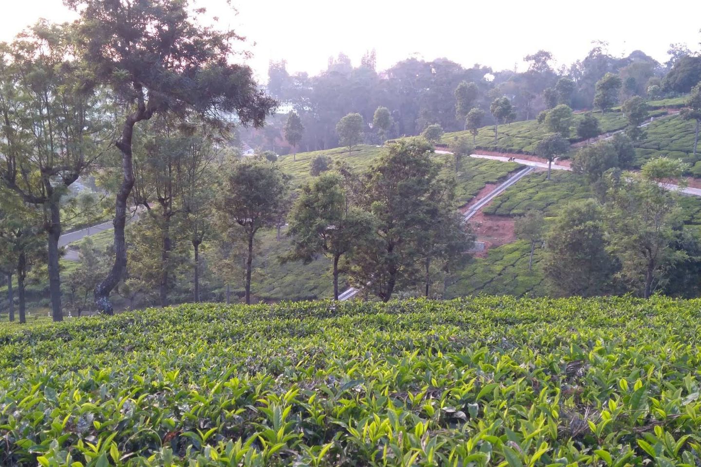 Brooklands Tea Factory Coonoor Tourist Attraction