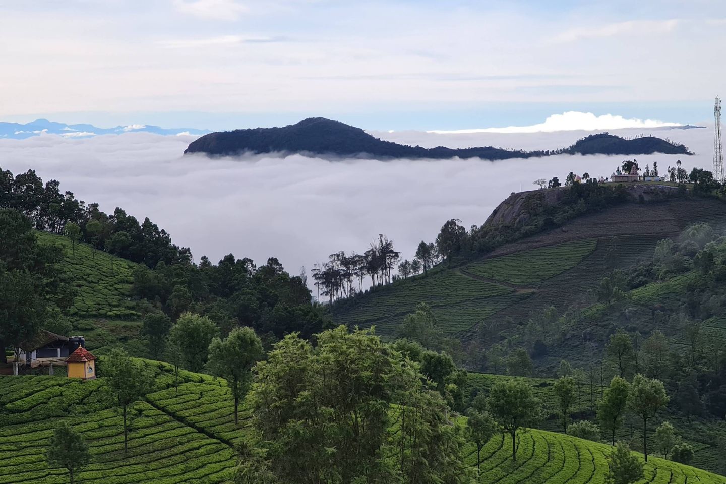 Coonoor Tea Estate Tourist Attraction