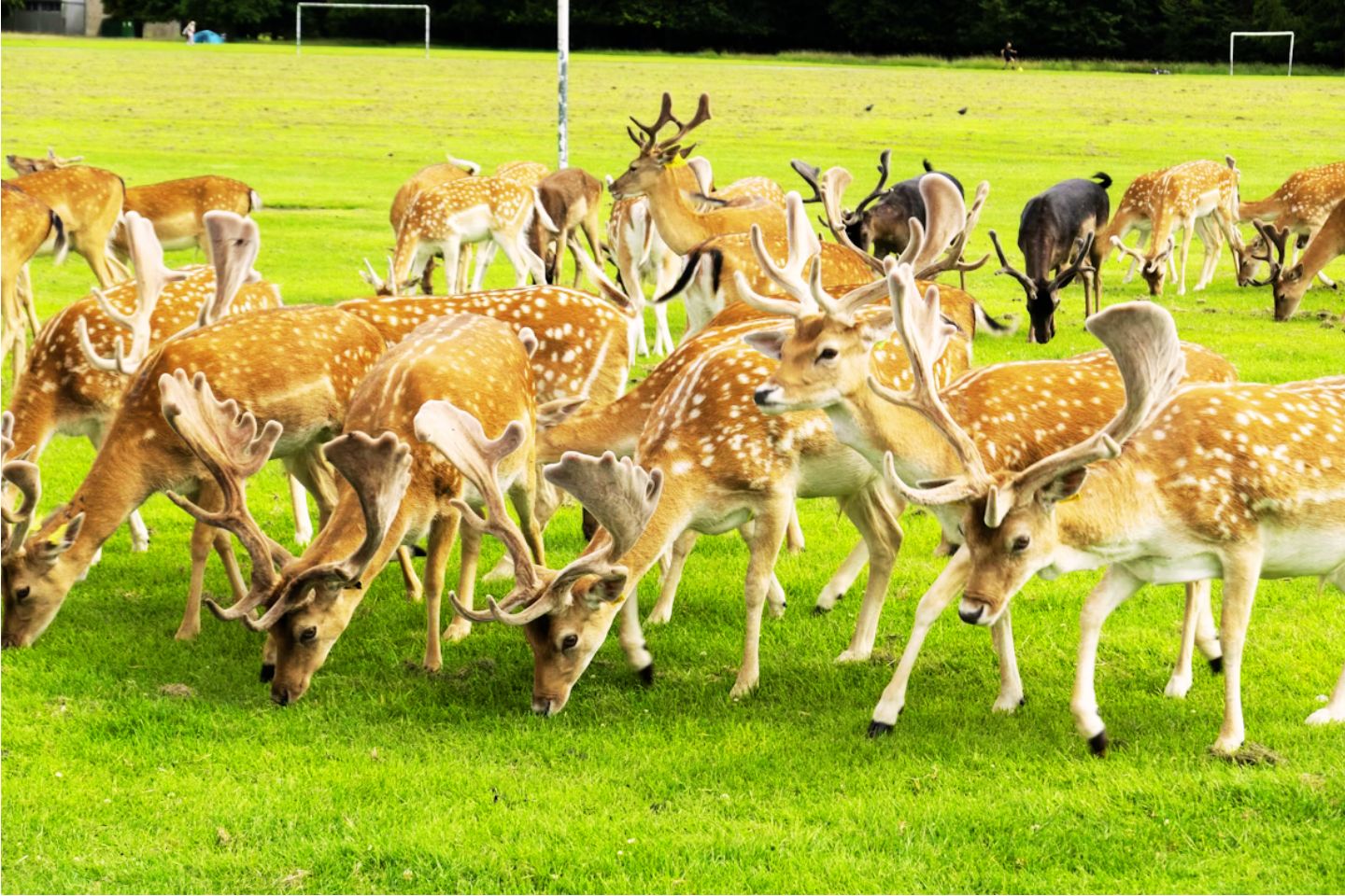 Places to Visit Ooty Deer Park