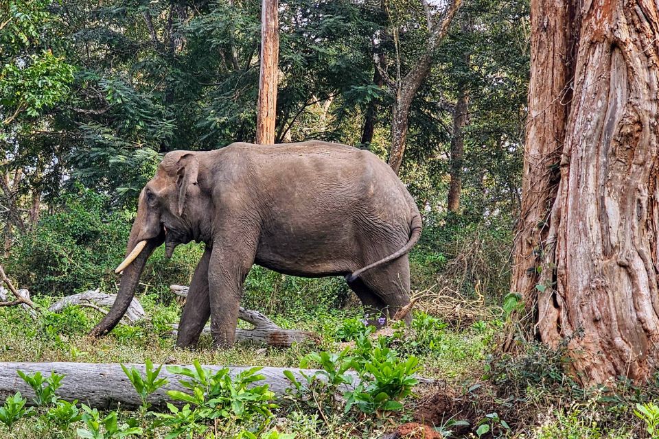 Mudumalai National Park 