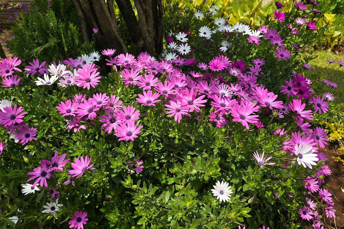 Government Botanical Garden