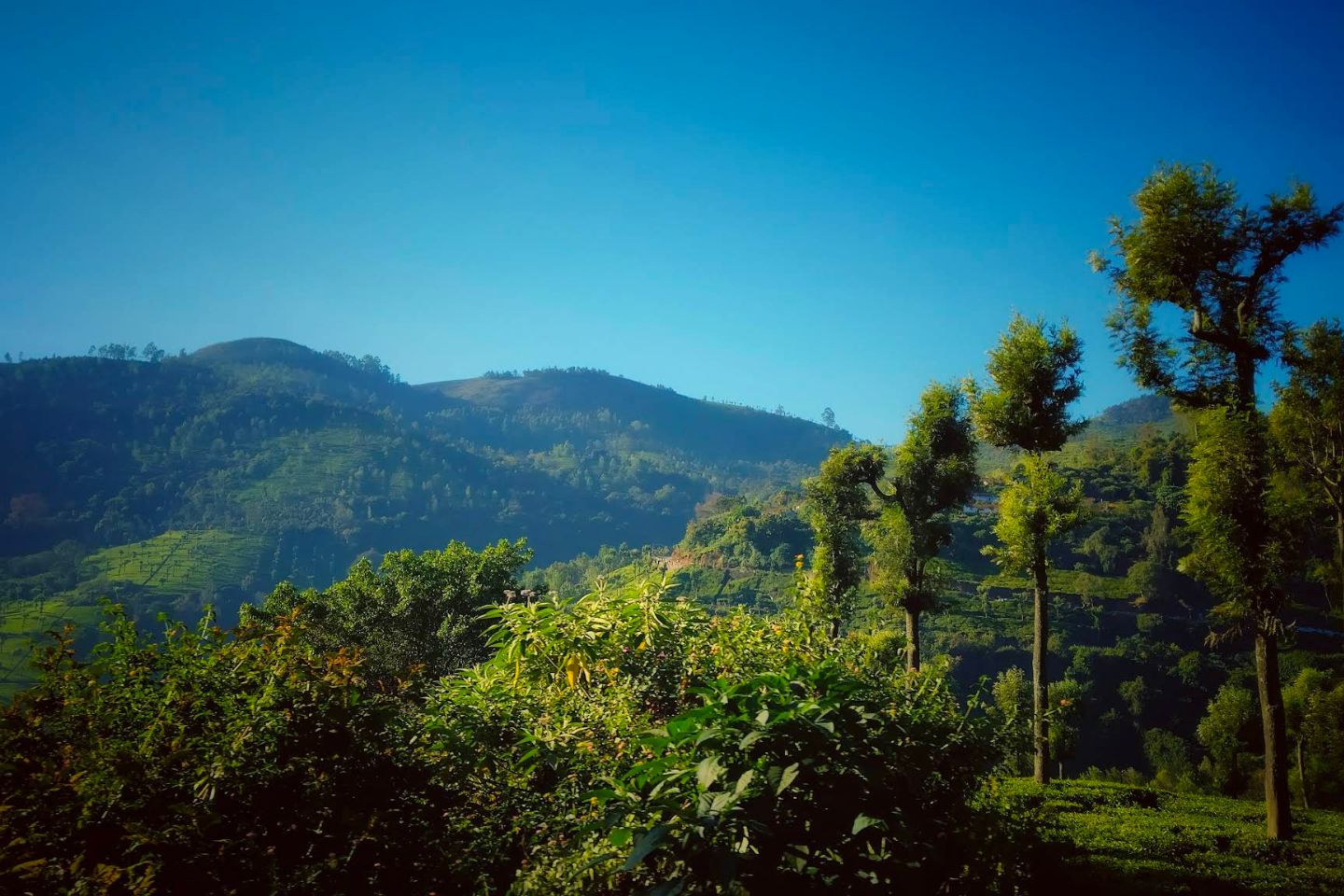 Tea Estate View Point Ooty Tourist Attraction