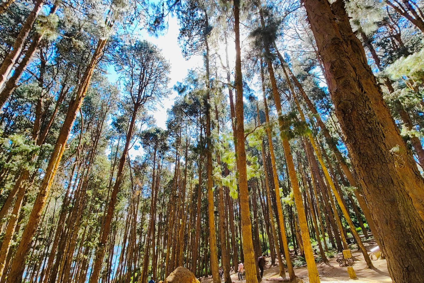 Places to Visit Pine Tree Forests Ooty